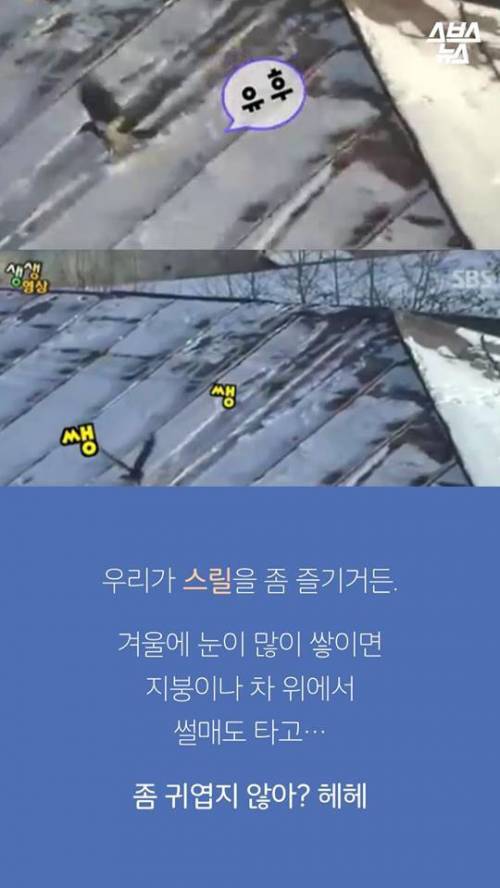 지금까지 알려진 까마귀의 지능.jpg
