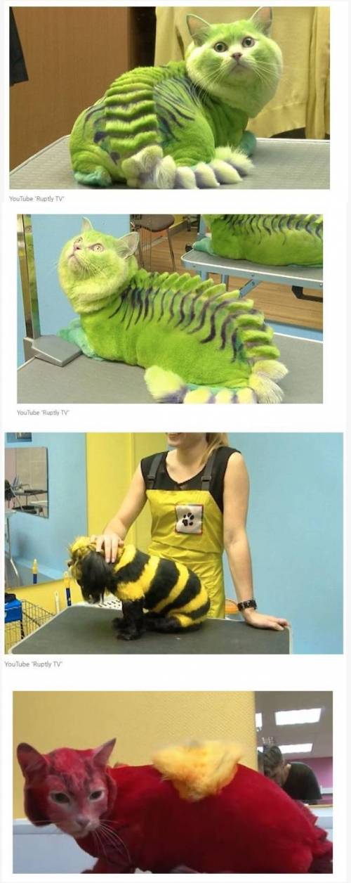 동물학대 논란 러시아 고양이 미용사.jpg