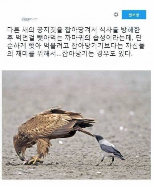 까마귀의 습성.jpg