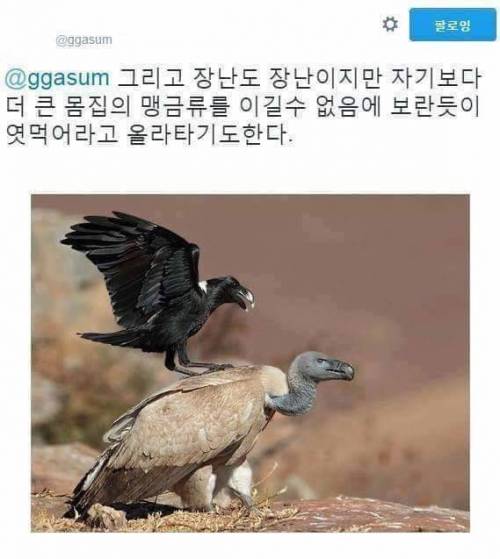 까마귀의 습성.jpg