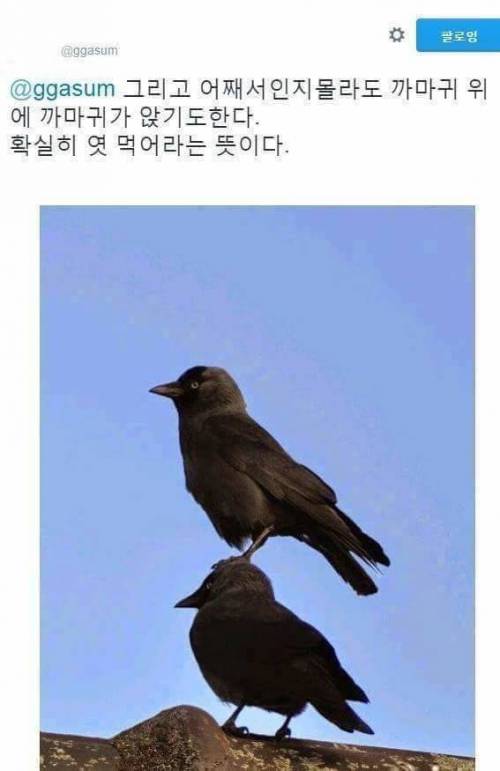 까마귀의 습성.jpg