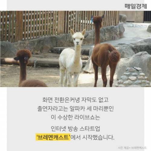 7시간 동안 알파카만 나오는 수상한 라이브 방송 ..