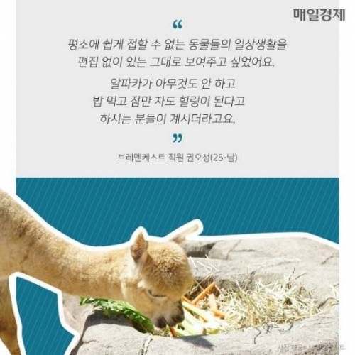 7시간 동안 알파카만 나오는 수상한 라이브 방송 ..