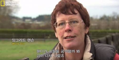 식스팩을 가진 멍멍이.jpg