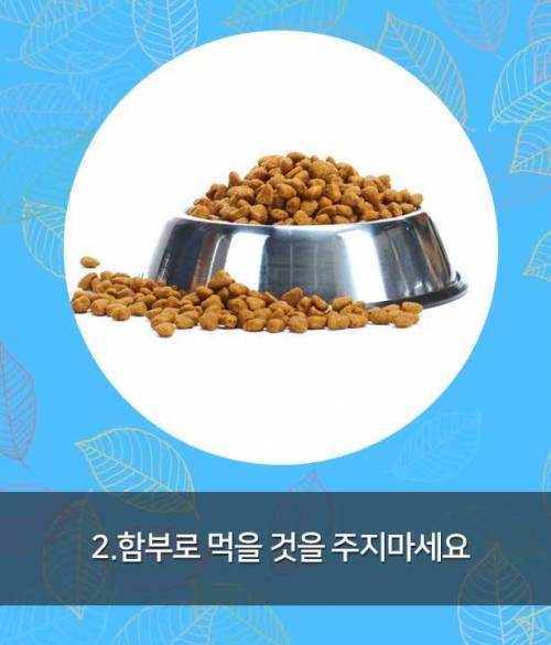 시각장애인 안내견 만나면, 이것만은 꼭!