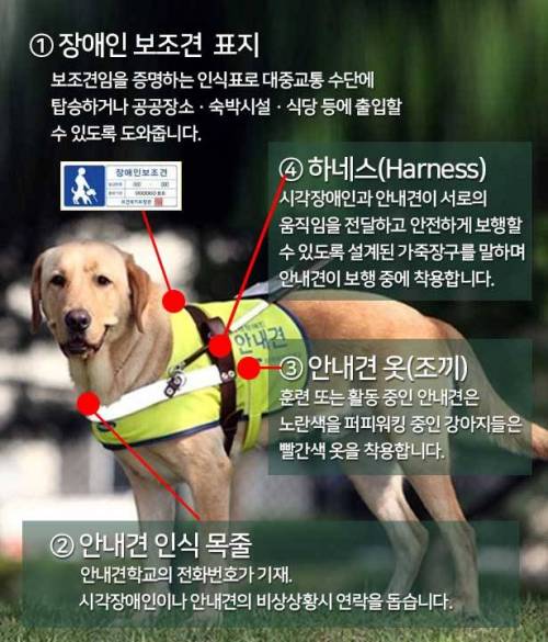 시각장애인 안내견 만나면, 이것만은 꼭!