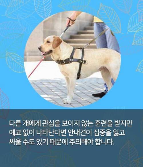 시각장애인 안내견 만나면, 이것만은 꼭!