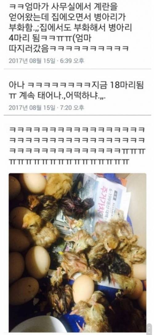 엄마가 얻어온 계란 한 판
