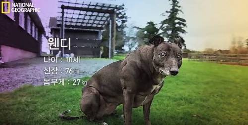 식스팩을 가진 멍멍이.jpg