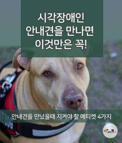 시각장애인 안내견 만나면, 이것만은 꼭!
