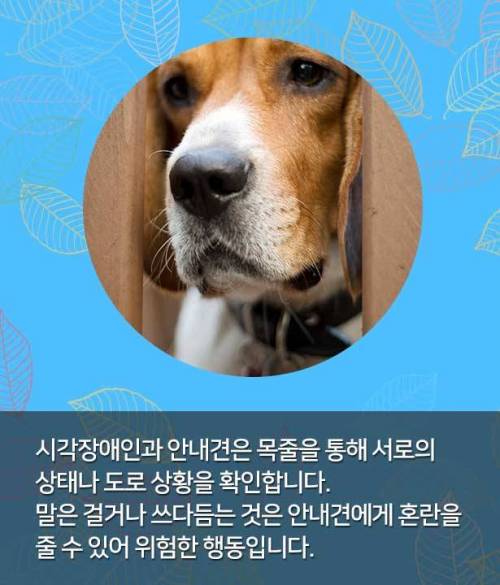 시각장애인 안내견 만나면, 이것만은 꼭!