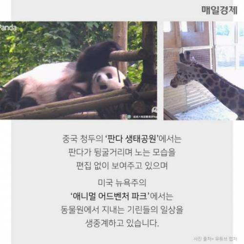 7시간 동안 알파카만 나오는 수상한 라이브 방송 ..