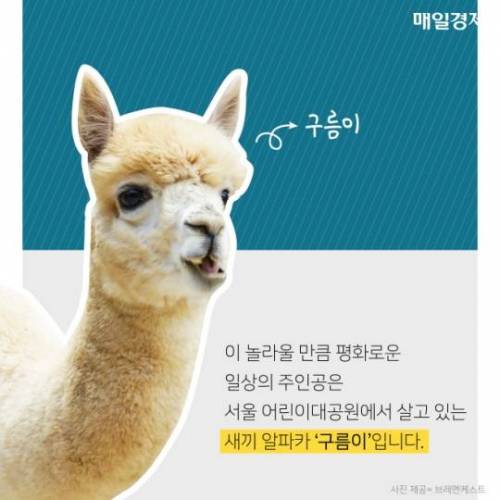 7시간 동안 알파카만 나오는 수상한 라이브 방송 ..