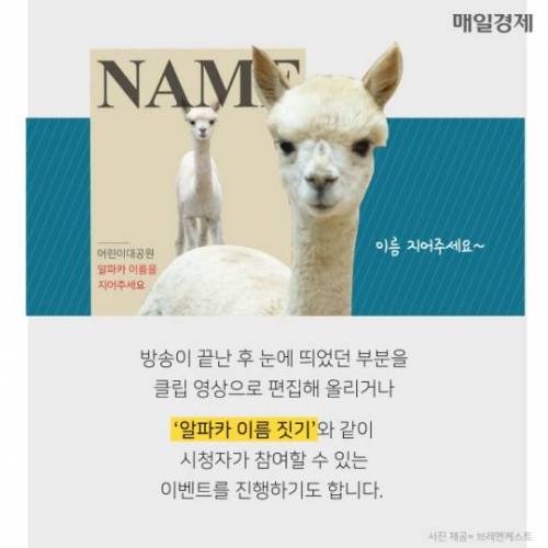 7시간 동안 알파카만 나오는 수상한 라이브 방송 ..