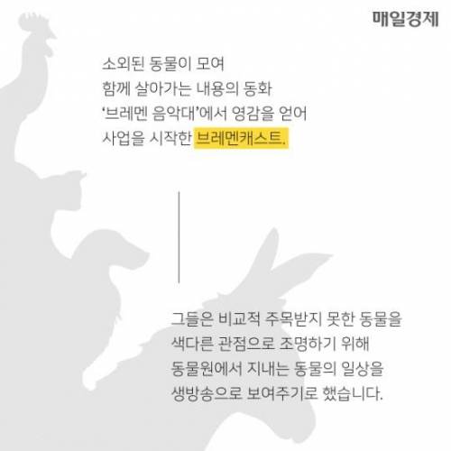 7시간 동안 알파카만 나오는 수상한 라이브 방송 ..
