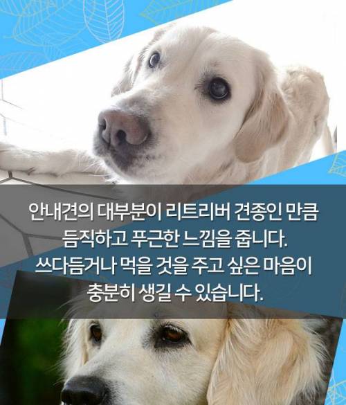 시각장애인 안내견 만나면, 이것만은 꼭!