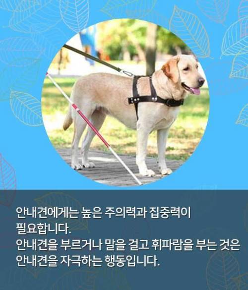 시각장애인 안내견 만나면, 이것만은 꼭!
