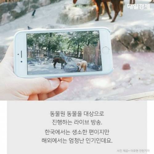 7시간 동안 알파카만 나오는 수상한 라이브 방송 ..