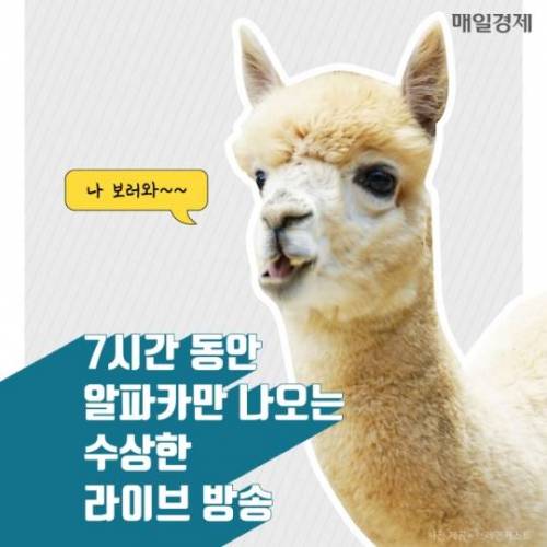 7시간 동안 알파카만 나오는 수상한 라이브 방송 ..