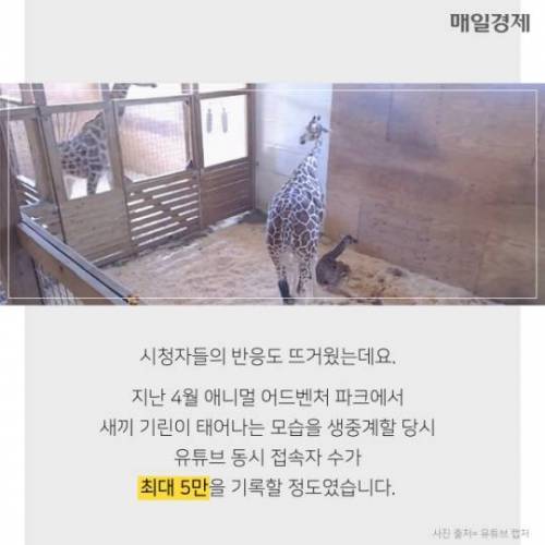 7시간 동안 알파카만 나오는 수상한 라이브 방송 ..
