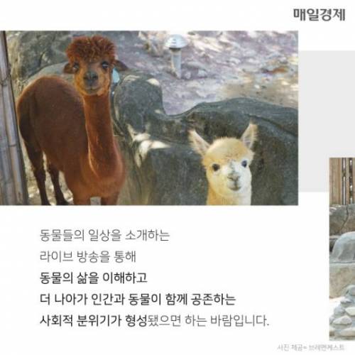 7시간 동안 알파카만 나오는 수상한 라이브 방송 ..