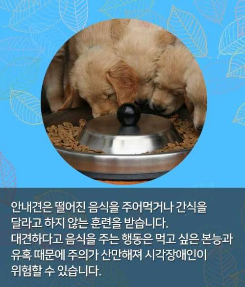 시각장애인 안내견 만나면, 이것만은 꼭!