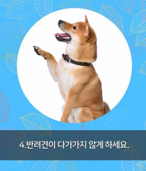 시각장애인 안내견 만나면, 이것만은 꼭!