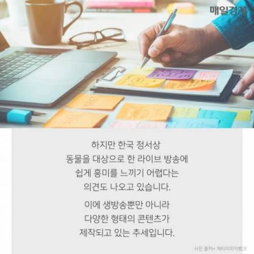 7시간 동안 알파카만 나오는 수상한 라이브 방송 ..