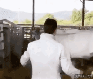 엄마 때린다고 빡친 송아지.gif