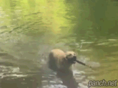 막대기에 대한 집착.gif