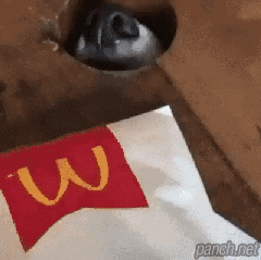 그냥 냄새만 맡을게, 나 신경쓰지 말고 먹어.gif