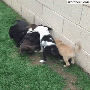 집중 할짝 할짝!.gif