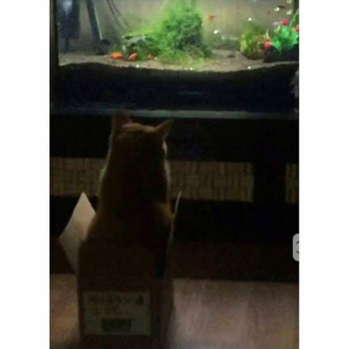 밤새는 냥이.jpg