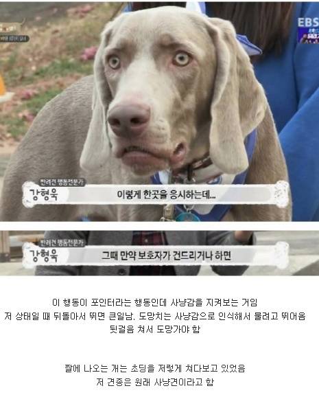 개가 이런 표정을 지으면 무조건 피해야 함.jpg
