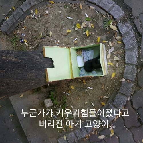 버려진 길냥이.jpg