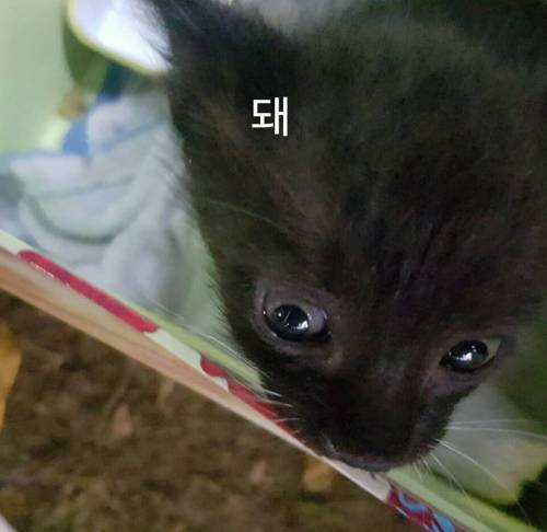 버려진 길냥이.jpg