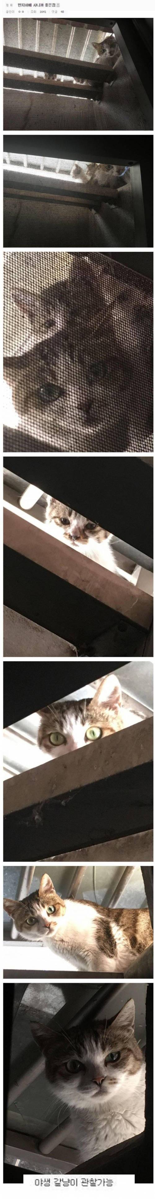 반지하에 살면 좋은 점.jpg