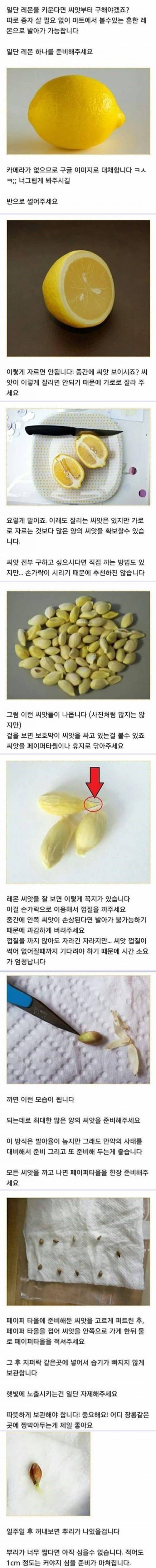 집에서 레몬나무 키우는 방법.jpg