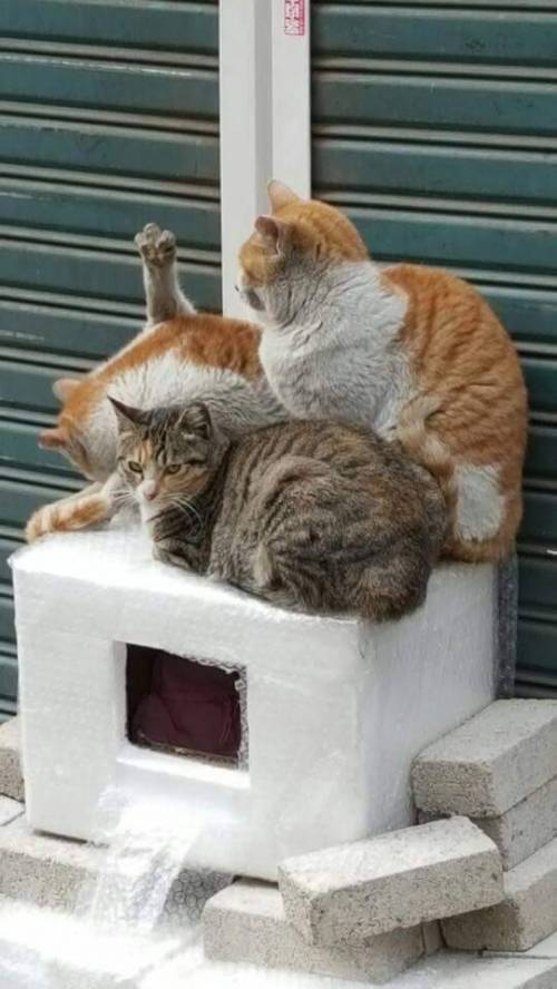 핫팩을 얻은 고양이.jpg