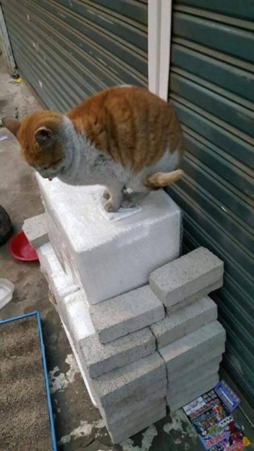 핫팩을 얻은 고양이.jpg