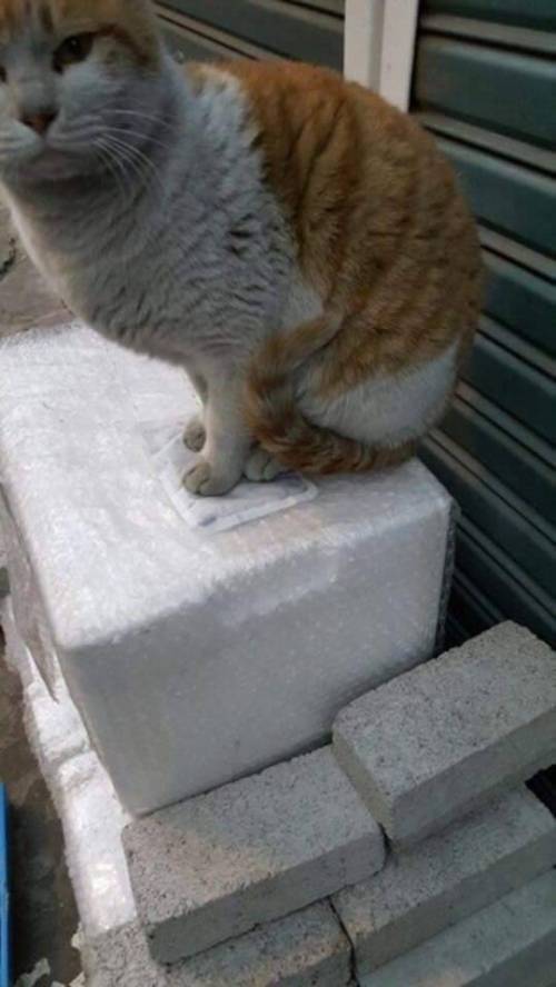 핫팩을 얻은 고양이.jpg
