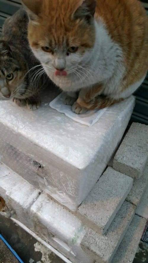핫팩을 얻은 고양이.jpg