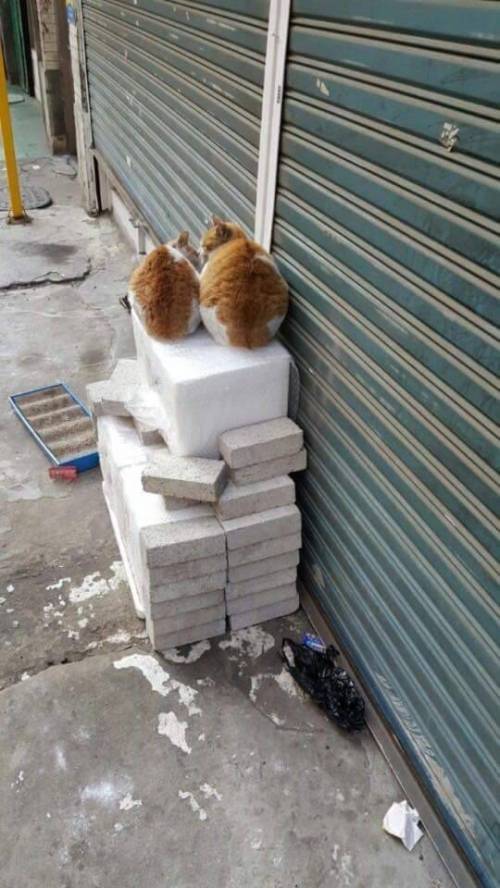 핫팩을 얻은 고양이.jpg