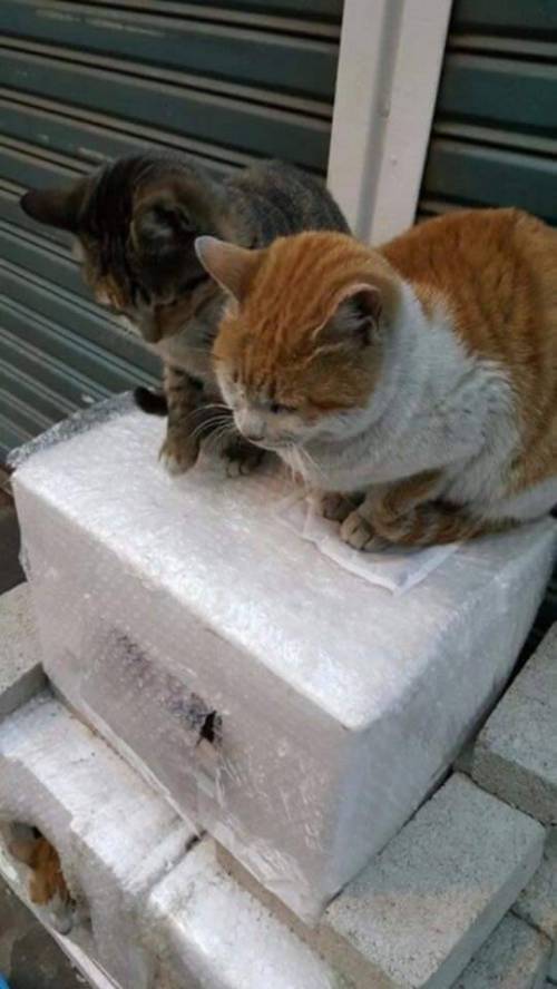 핫팩을 얻은 고양이.jpg