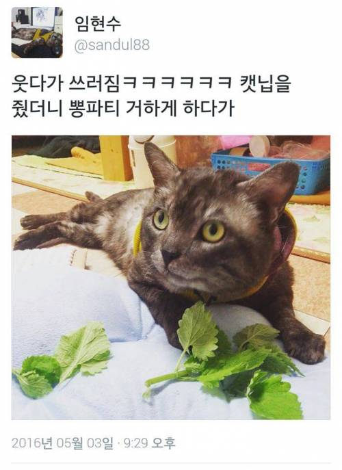 캣닢을 섭취한 냥이.jpg