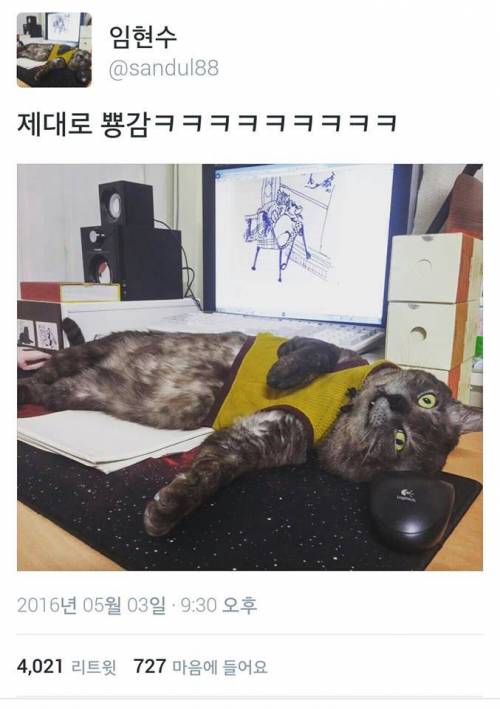 캣닢을 섭취한 냥이.jpg