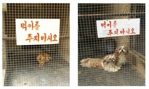 [스압] 북한 최고급 유원지.jpg