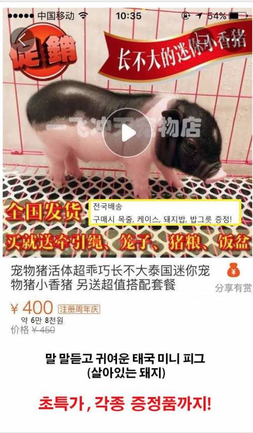 미니피그 쇼핑몰 후기.jpg
