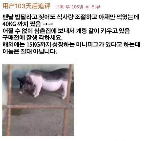 미니피그 쇼핑몰 후기.jpg
