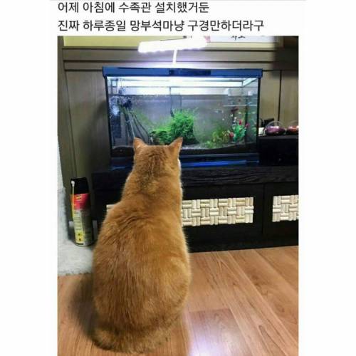밤새는 냥이.jpg